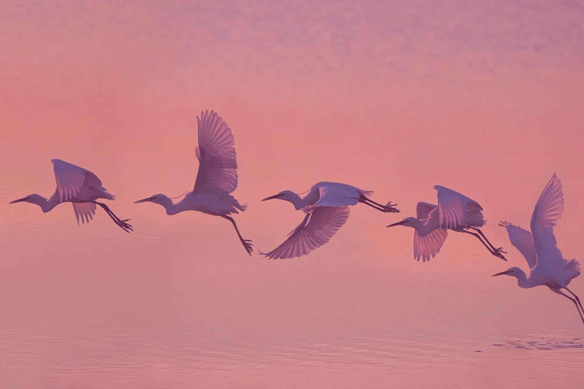 L’Église des oiseaux