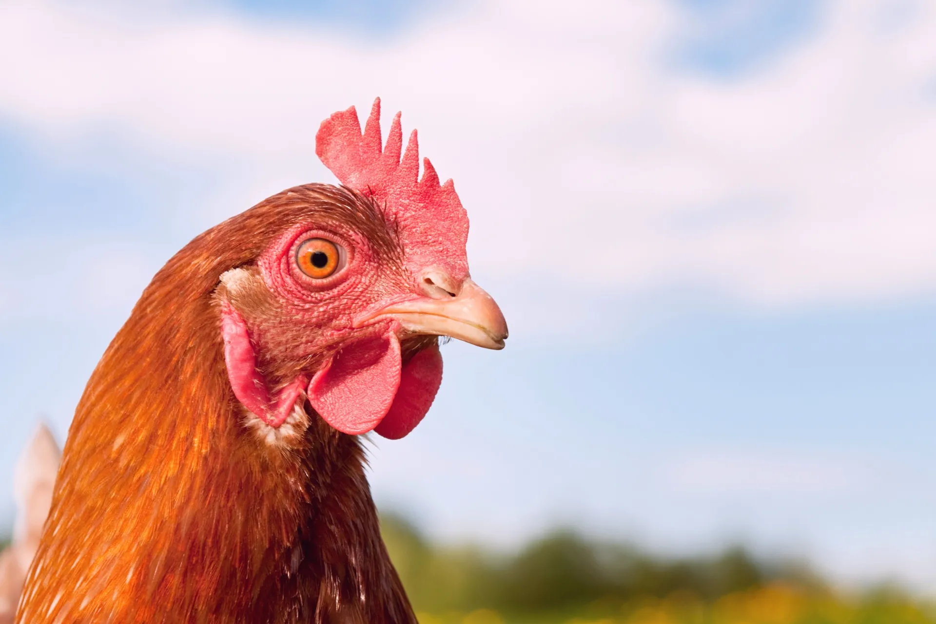 La parabole de la poule rousse