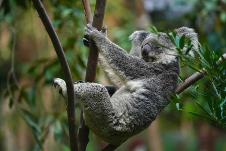 La théologie du koala — théologie koala