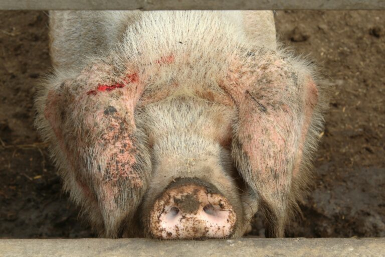 Un animal blessé