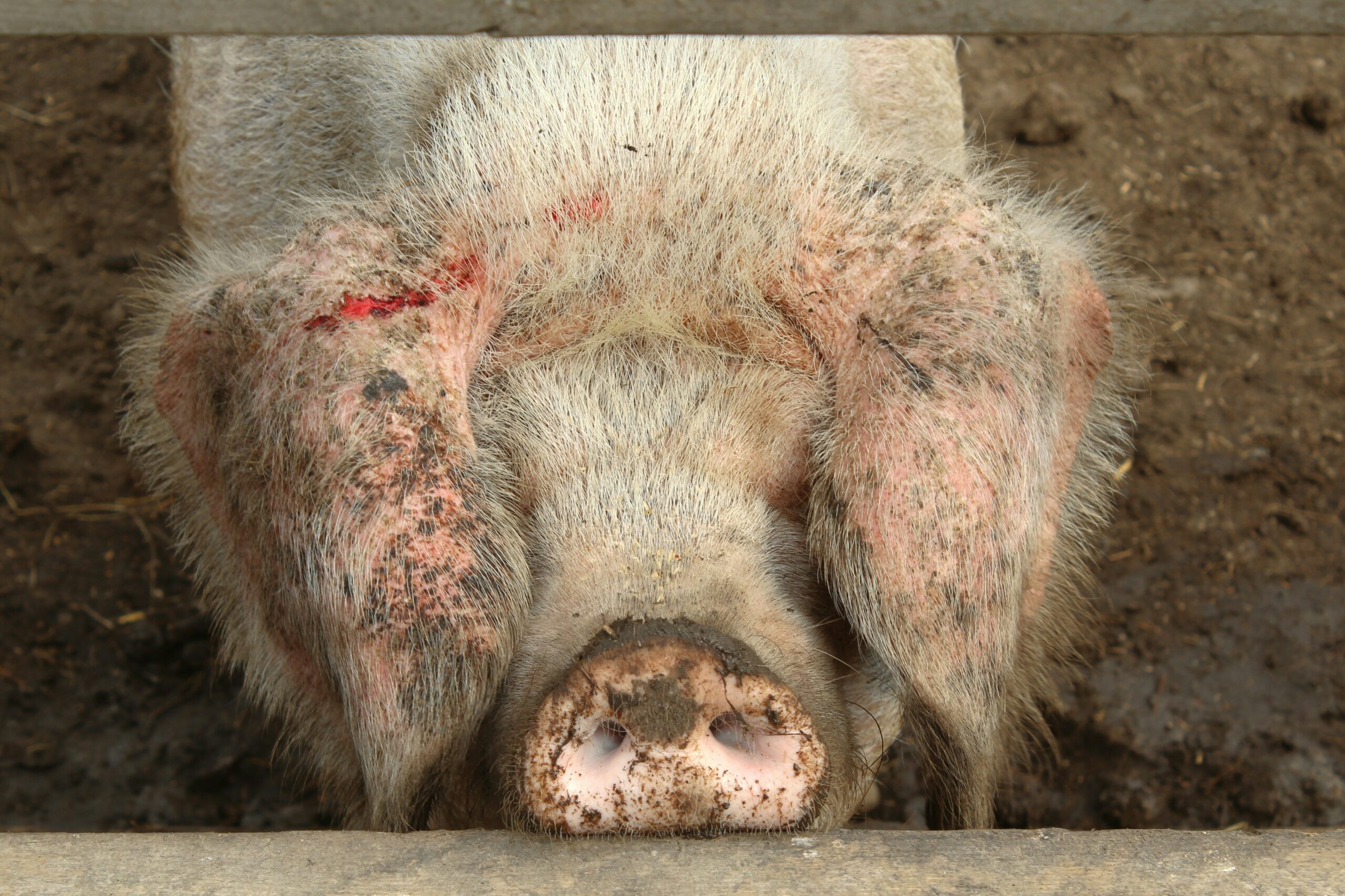 Un animal blessé