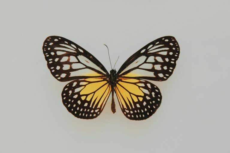 La grasse chenille et le gracieux papillon — butterfly