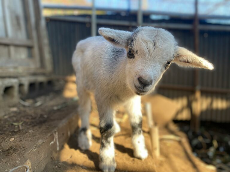 Mon chevreau handicapé — baby goat