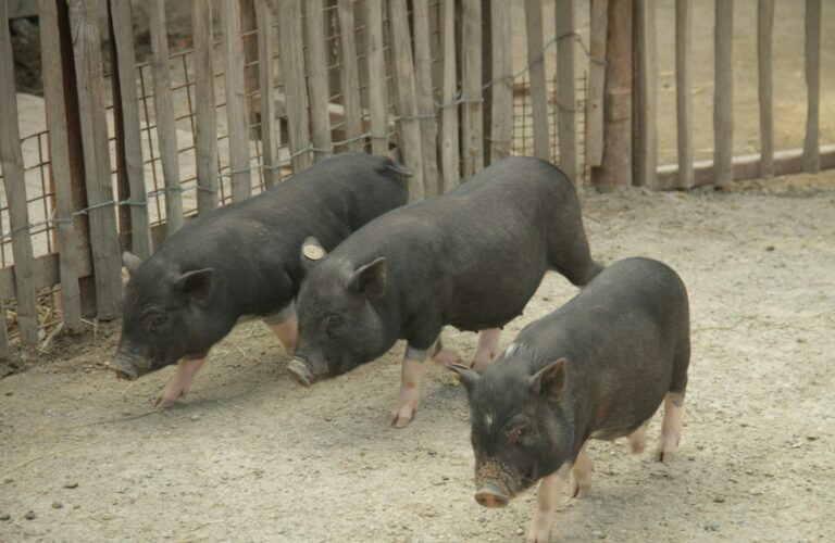 Les Trois Petits Cochons
