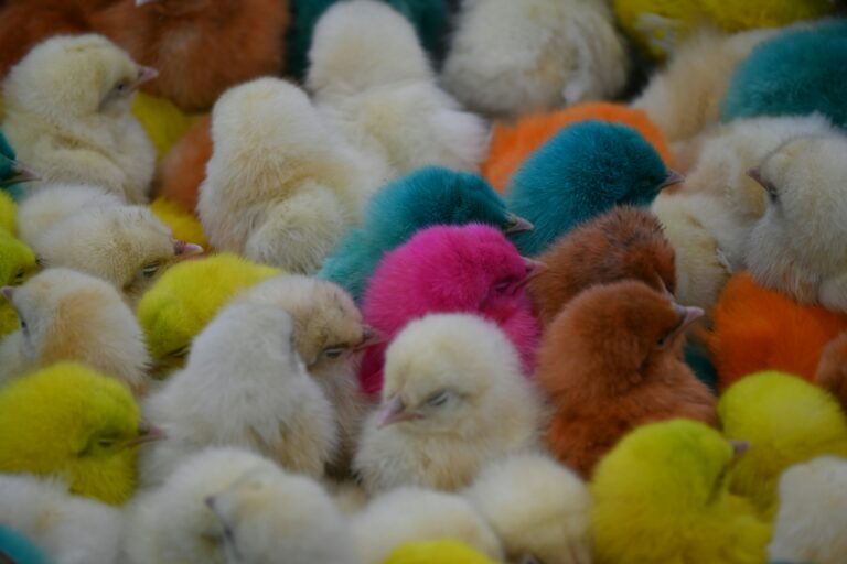 Mes attachantes gallinacées
