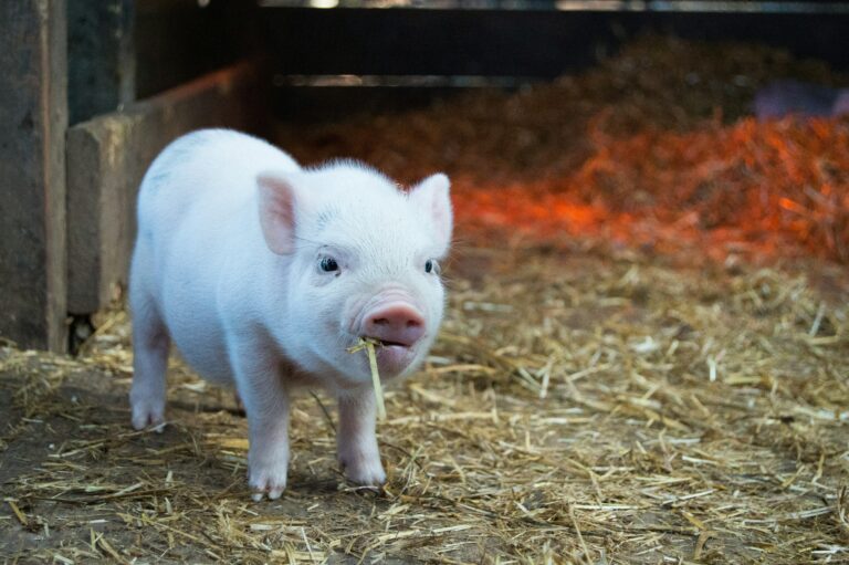 Un travail de cochon